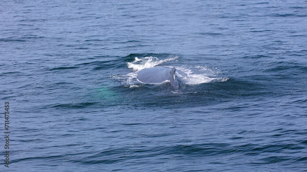 Fototapeta premium Buckelwal