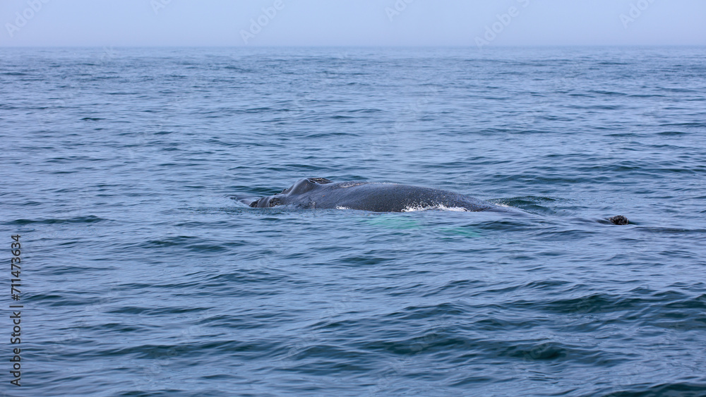 Fototapeta premium Buckelwal