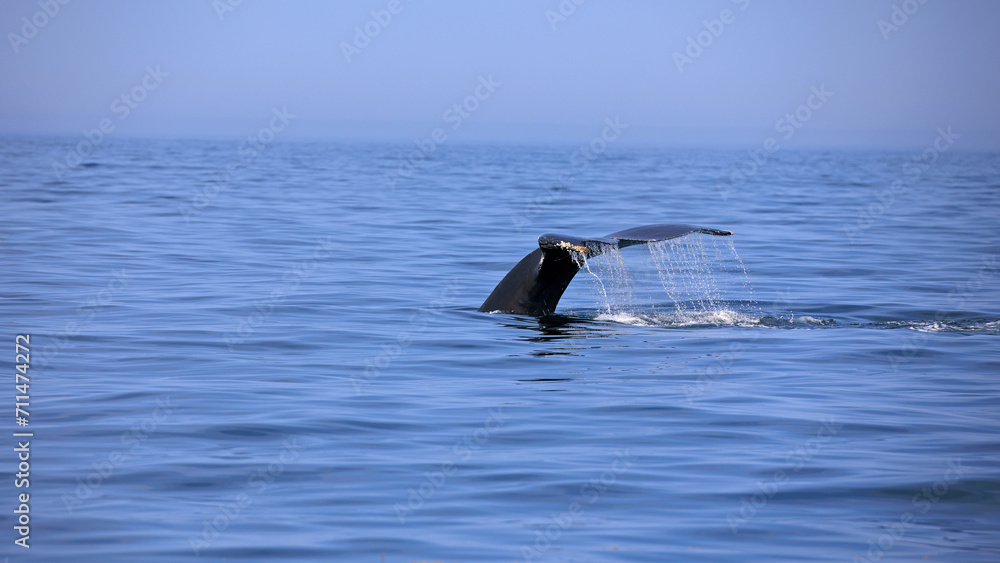 Fototapeta premium Buckelwal