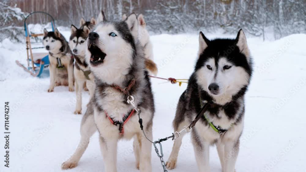 Sled dogs in harness are waiting for the ride. Dog racing. Winter holidays Sled dogs in harness are waiting for the ride. Dog racing. Winter holidays