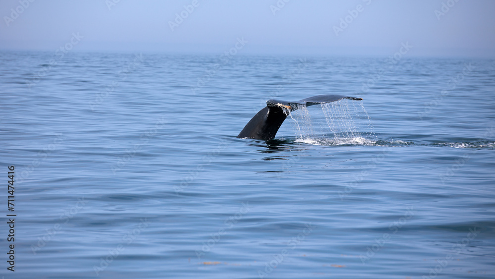 Obraz premium Buckelwal