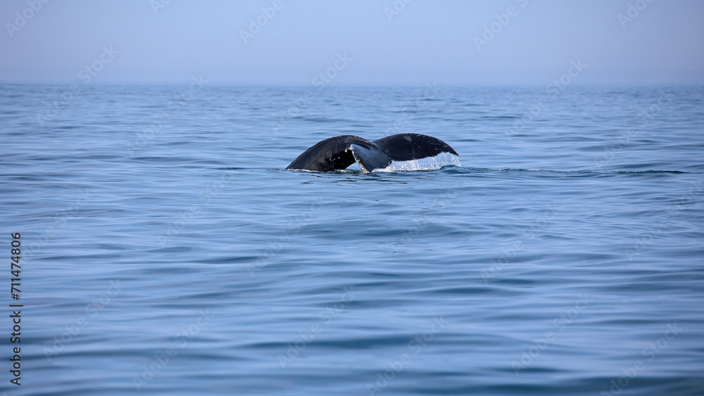 Fototapeta premium Buckelwal