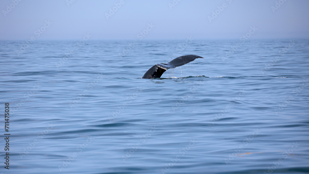 Fototapeta premium Buckelwal