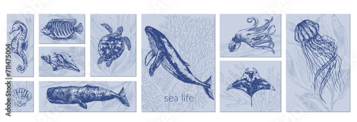 Vector sea animals illustration set.