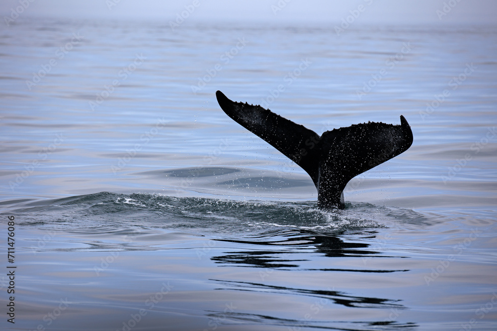 Fototapeta premium Buckelwal