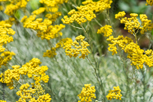 Curry plant blooming yellow flowers in the garden in summer.