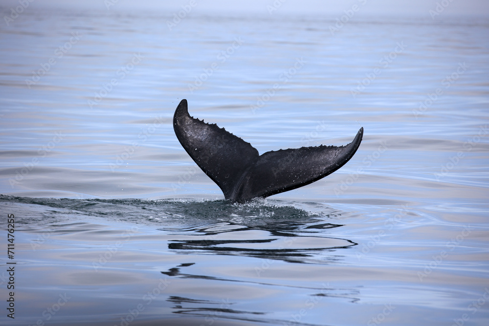 Fototapeta premium Buckelwal