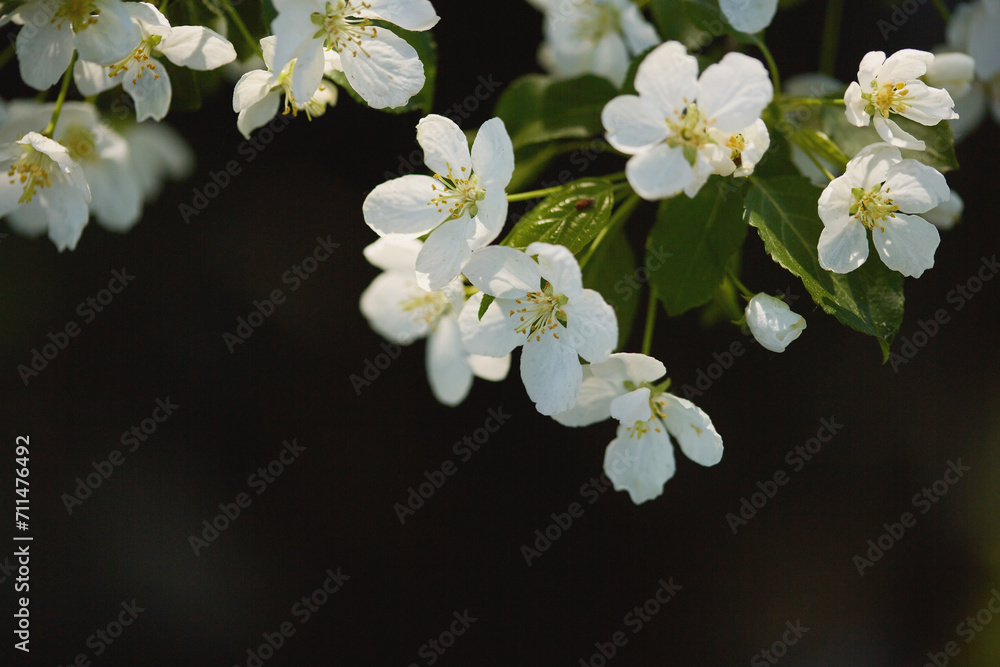 Fototapeta premium floral spring abstract background of nature. branches of blossoming