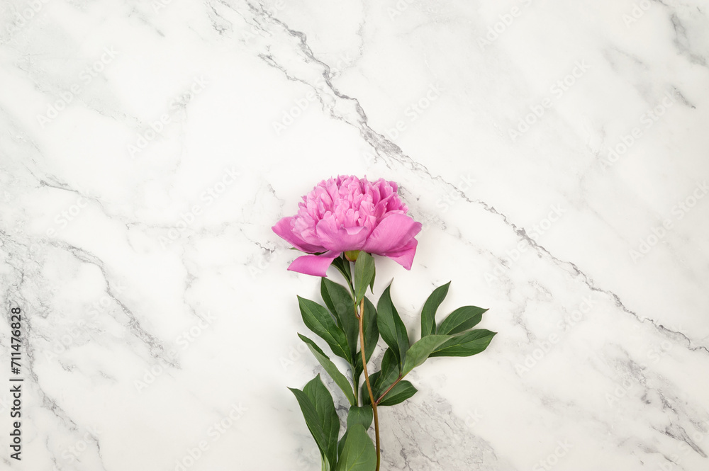 Top view of pink peony blossom on white marble background. Peony flower flat lay, copy space.