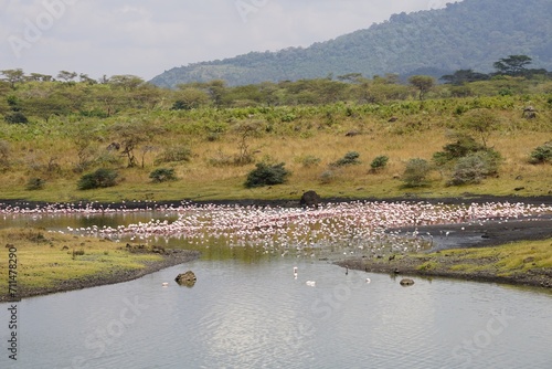 african wildlife, flamingos, lake