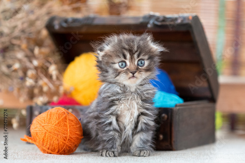 scottish fold tabby kitten inside decorative dower chest on a rustic background photo