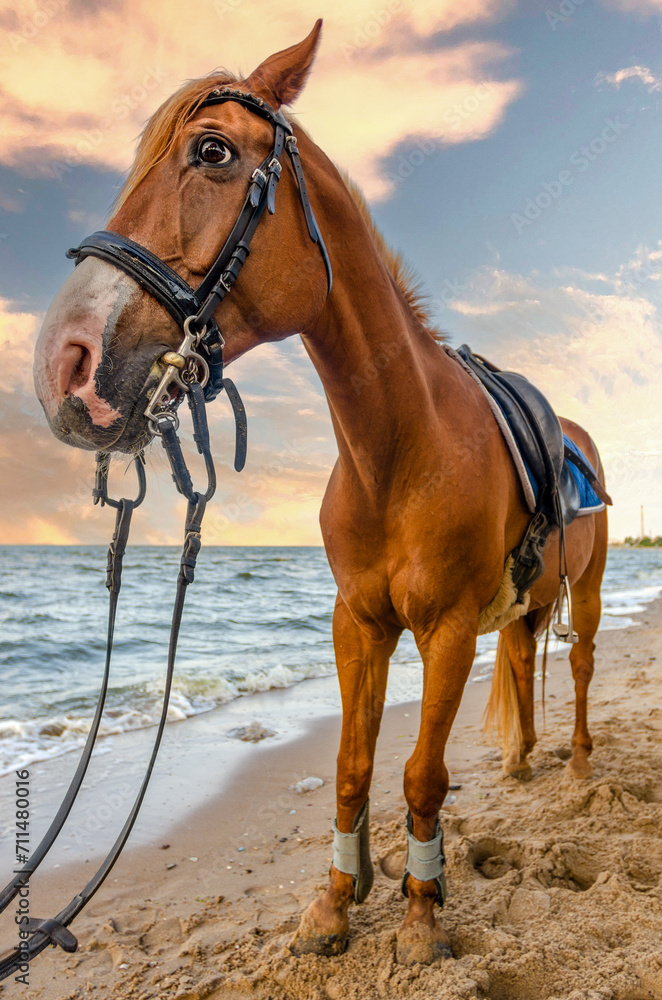 chestnut horse on the seashore at sunset shot with a wide-angle lens