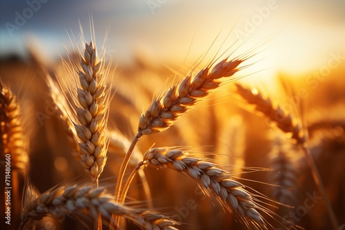 Sunset glow on wheat field. macro view of golden harvested ears, perfect for banners