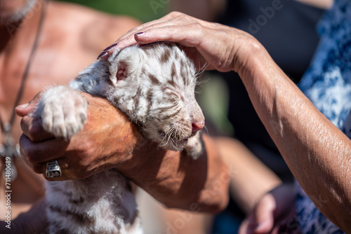 tiger cub in petting zoo photo