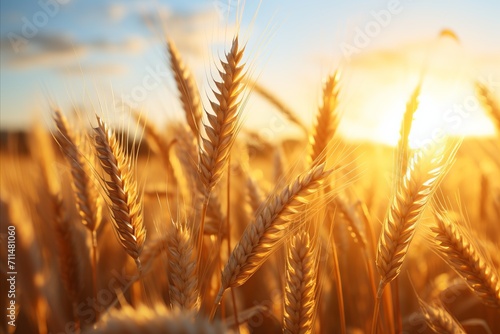 Golden harvest. beautiful sunset wheat field with macro ears in autumn agriculture landscape
