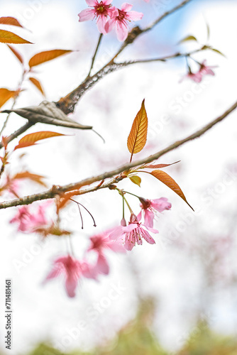 Wild Himalayan Cherry or Prunus Cerasoides