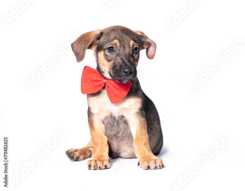 mongrel puppy with a big red bow on his neck sitting on a white background