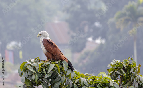 Brahminy kite bird is sitting on a tree branch, and waiting for prey. Haliastur indus is a carnivore bird that eats fish, shrimp, crabs, chicks, and small mammals.  photo