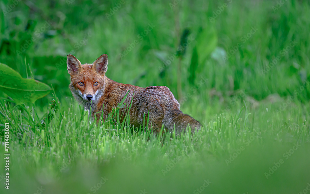 Beautiful red fox on the blurry background during the daytime Beautiful red fox on the blurry background during the daytime