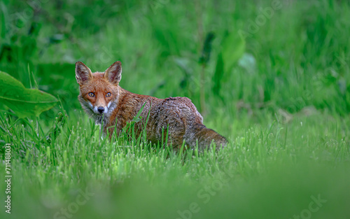 Beautiful red fox on the blurry background during the daytime © Wirestock