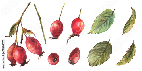 Set of wild rosehip with branch red briar fruits, dog rose berries, green leaves, stem. Hand drawn watercolor illustration for sticker, medical label design, logo. Clipart isolated on white background