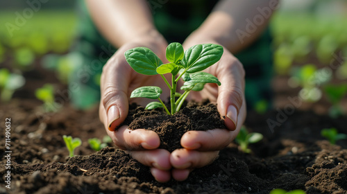 young plant growing in garden with sunlight  Young plant in hands in background of agricultural field area. Woman holding in hands green sprout seedling on black soil. Concept of Earth day  organic 