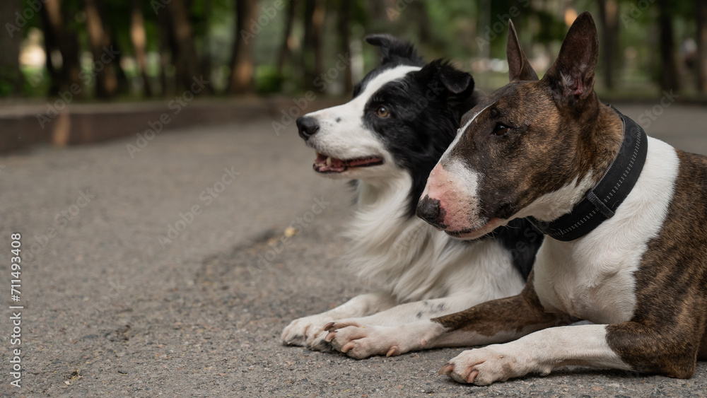 Bull terrier and border collie lie outdoors. Two dogs on a walk. 