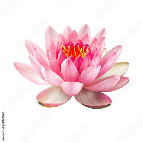 Beautiful lotus flower isolated on white.