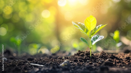 Planting seedlings young plant in the morning light on nature background 