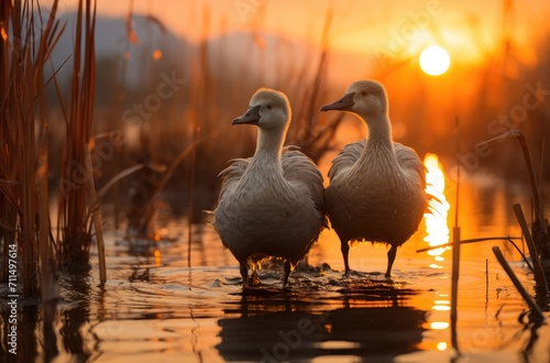 Amidst the tranquil beauty of a sunset lake, two majestic ducks stand tall as symbols of grace and freedom in the wild