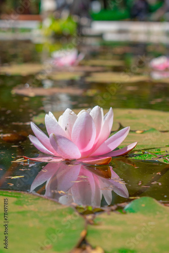 pink water lily
