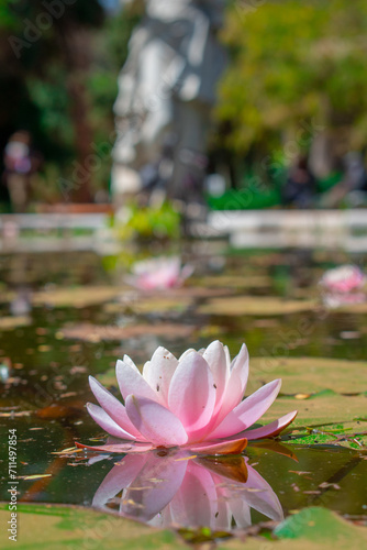 pink water lily