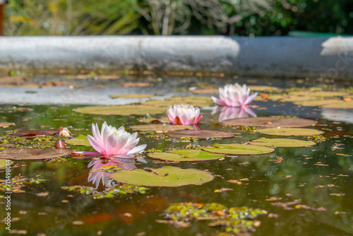 pink water lilies