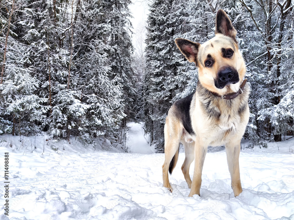 Dog German Shepherd in a forest or in a park in a winter day and white snow arround. Waiting eastern European dog veo and white snow