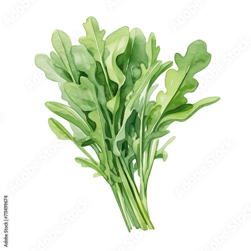 Watercolor fresh arugula leaves isolated on white.