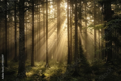 Morning in the forest with sunbeams and rays of light. A forest scene with sunlight filtering through the trees  casting a hopeful glow.