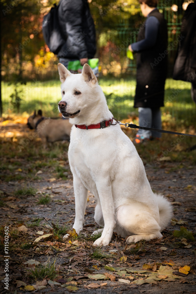 Portrait of a beautiful white dog in the park in autumn husky akita inu shepherd