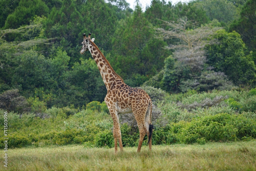 Fototapeta premium african wilderness, giraffe