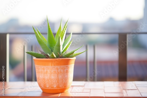 aloe plant in terra cotta pot on balcony
