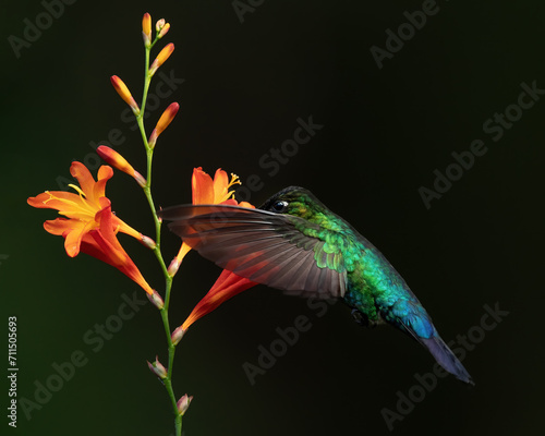 Fiery-throated Hummingbird, Panterpe insignis, flying next to flower, Costa Rica. Wildlife flight action scene from tropical forest. © Lukas Gogh