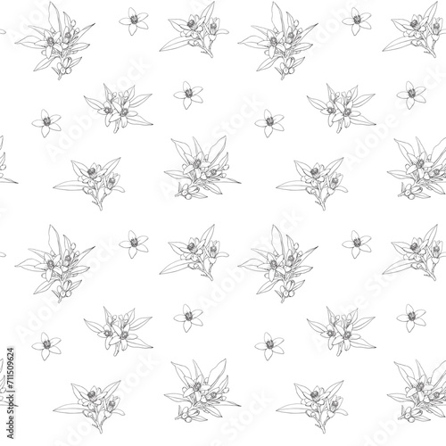 Botanical Line art Vector seamless pattern Neroli flowers twig. Citrus flowering branch. Hand drawn illustration for design logo brending. Cosmetic, perfumery and medicinal plant.
