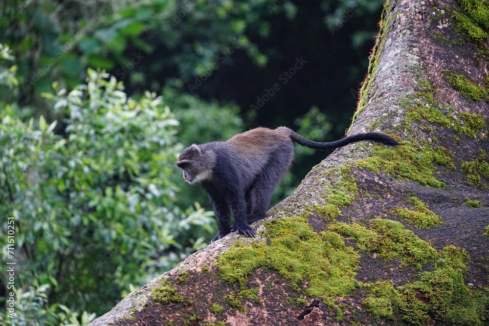 Obraz premium african wilderness, blue monkey