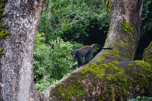 Photography african wilderness, blue monkey