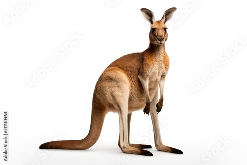 Kangaroo isolated on a white background © Johannes