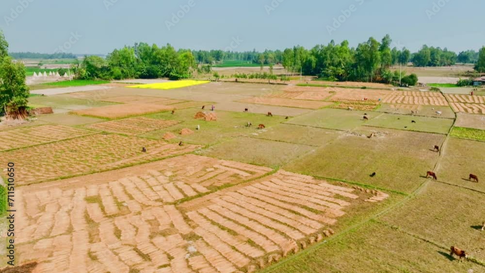 Golden Harvest Symphony Aerial View of Farmers in Paddy Fields with Grazing Livestock,Serene Farmland Beauty Golden Harvest Symphony Aerial View of Farmers in Paddy Fields with Grazing Livestock,Serene Farmland Beauty