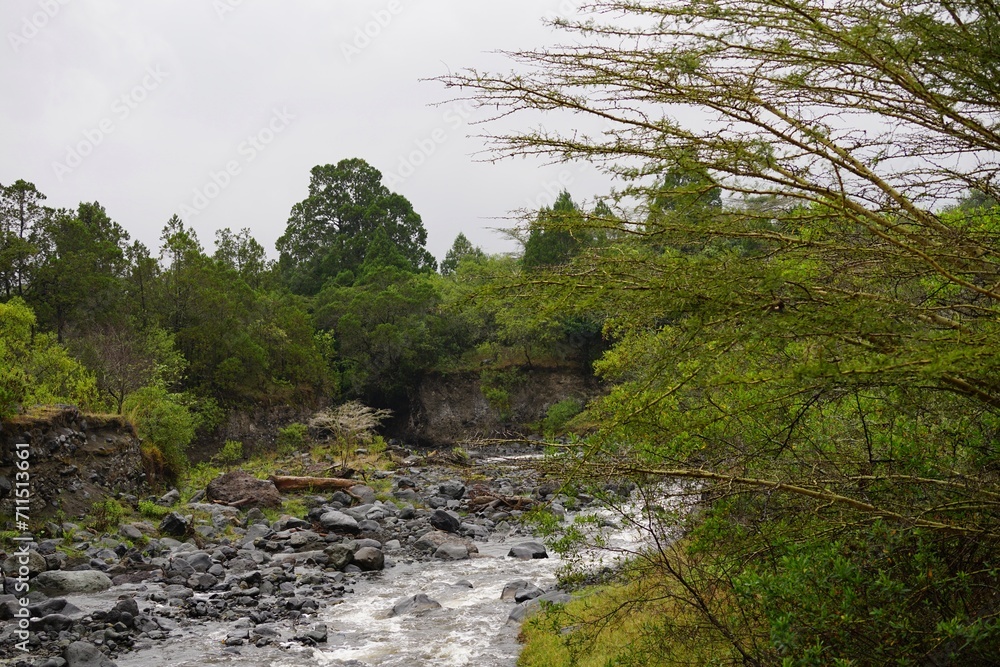 african wilderness, mountain forest african wilderness, mountain forest