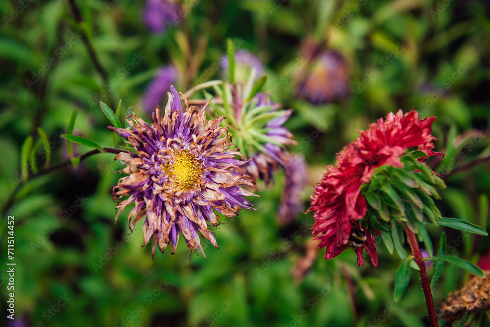Autumn fading flowers of purple and pink asters on the background of a green garden. A symbol of extinction and old age and stale. Seasonality, autumn Autumn fading flowers of purple and pink asters on the background of a green garden. A symbol of extinction and old age and stale. Seasonality, autumn