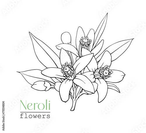 Line art Neroli flowers Citrus twig. Hand drawn vector botanical illustration. Cosmetic, perfumery and medicinal plant.