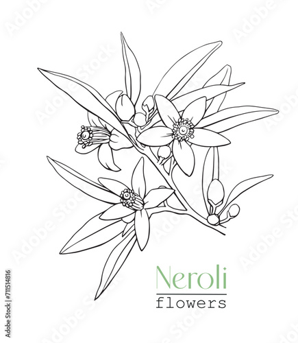 Flowers Neroli Citrus branch. Line art Hand drawn vector botanical illustration for design logo brending. Cosmetic, perfumery and medicinal plant	