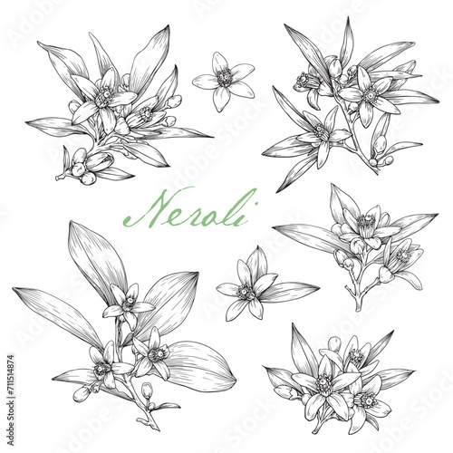 Set Blooming twig Neroli flowers. Citrus flowering branch. Hand drawn vector botanical illustration for design logo brending. Cosmetic, perfumery medicinal plant